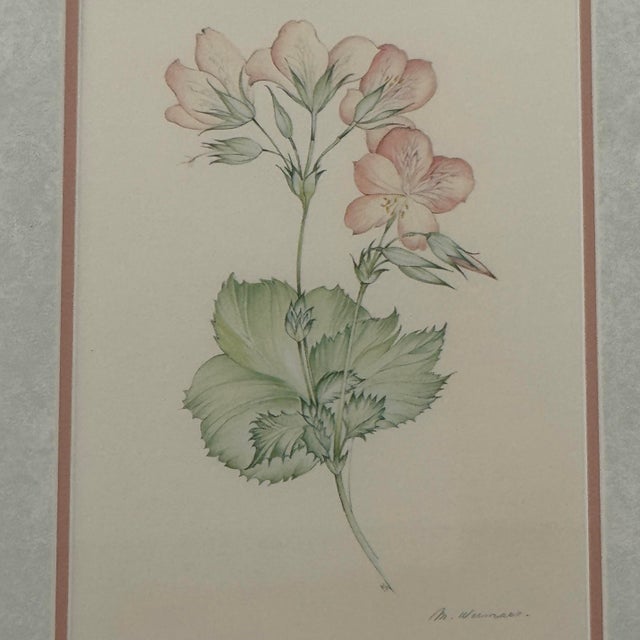 Margot Weemaes 1981 Pelargonium Grandiflorum Botanical Portfolio Print For Sale - Image 4 of 9
