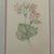 Margot Weemaes 1981 Pelargonium Grandiflorum Botanical Portfolio Print For Sale - Image 4 of 9