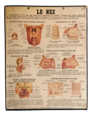 Vintage Nose Anatomy Teaching Chart by Emile Deyrolle, Paris, France, 1950s