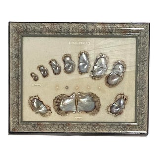 1920s Japanese Akoya Pearls in Shadow Box For Sale