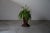 Large planter (without plant) The planter is in good condition with some traces of usage normal to it’s age.