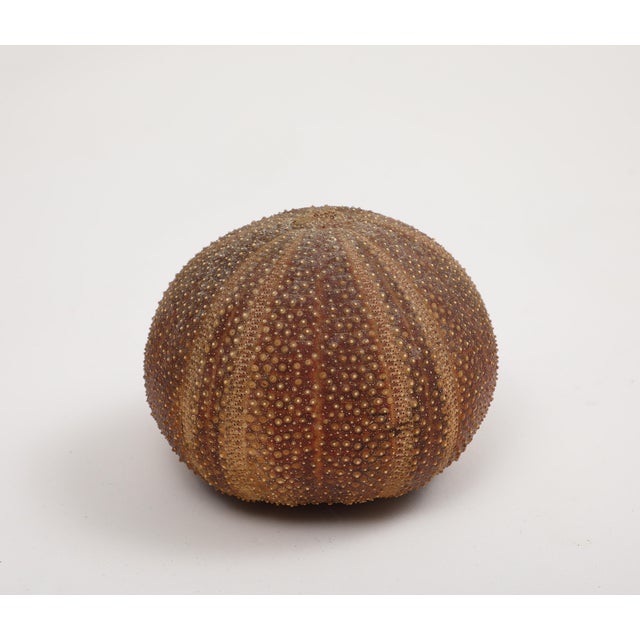 Brown Sea Urchin Percussive Shaker by Ben Rickert, Signed For Sale - Image 8 of 8