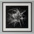 2020s Devil in the Bush Flower — Vintage Botanical Photography Print Inspired by Karl Blossfeldt | Unframed For Sale - Image 5 of 5