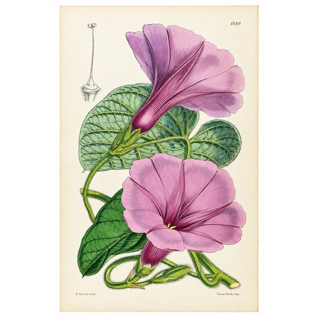 Description An exceptional 19th-century botanical lithograph attributed to celebrated botanical artist Walter Hood Fitch,...