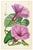 Description An exceptional 19th-century botanical lithograph attributed to celebrated botanical artist Walter Hood Fitch,...