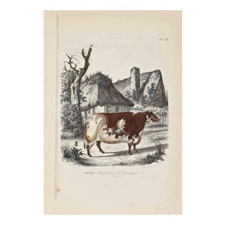 Paul Gervais, Giraffe, Original Lithograph, 1854 For Sale