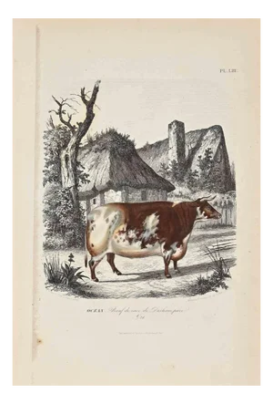 Paul Gervais, Giraffe, Original Lithograph, 1854