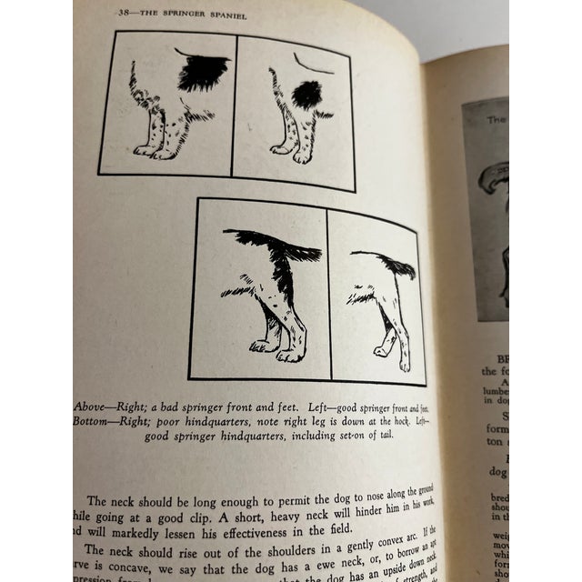 1951 the Springer Spaniel by Maxwell Riddle Book | Chairish