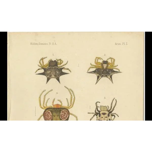 R.d.V and A.J.W, Sumatra Gasteracantha Spiders, 1887, Paper For Sale - Image 6 of 10
