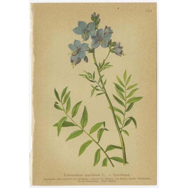 Alpine Gentian Botanical Illustrations, 1897, Set of 8 For Sale - Image 10 of 11