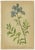 Alpine Gentian Botanical Illustrations, 1897, Set of 8 For Sale - Image 10 of 11
