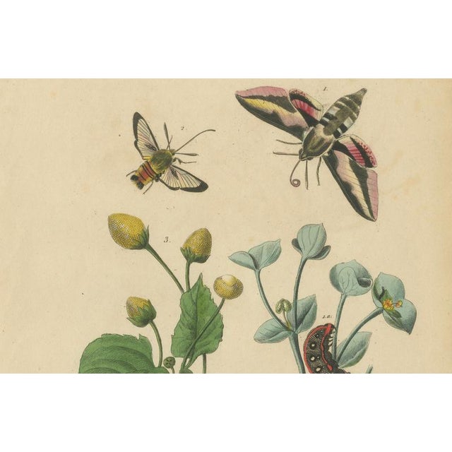 Black Guérin & Duméril, Butterfly and Moth, 1835, Engraving, Set of 2 For Sale - Image 8 of 10