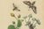 Black Guérin & Duméril, Butterfly and Moth, 1835, Engraving, Set of 2 For Sale - Image 8 of 10