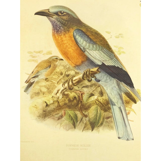 Traditional 19th Century Antique John Gerald Keulemans Framed Hand-Colored Burmese Roller Bird Lithograph For Sale - Image 3 of 4