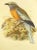 Traditional 19th Century Antique John Gerald Keulemans Framed Hand-Colored Burmese Roller Bird Lithograph For Sale - Image 3 of 4
