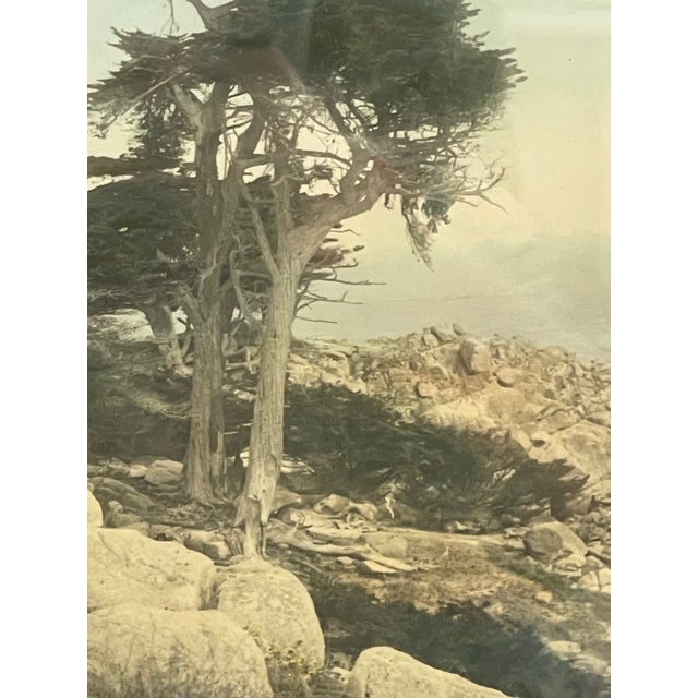 Vintage Framed Tinted Coastal Landscape Photograph of Cypress Trees on Rocky Shoreline. For Sale - Image 10 of 10