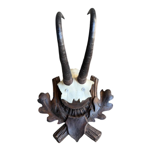 Chamois Trophy 222 Goat Horns Blakc Forest Mount For Sale