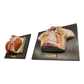 Anatomical Models, 1950s, Set of 2 For Sale