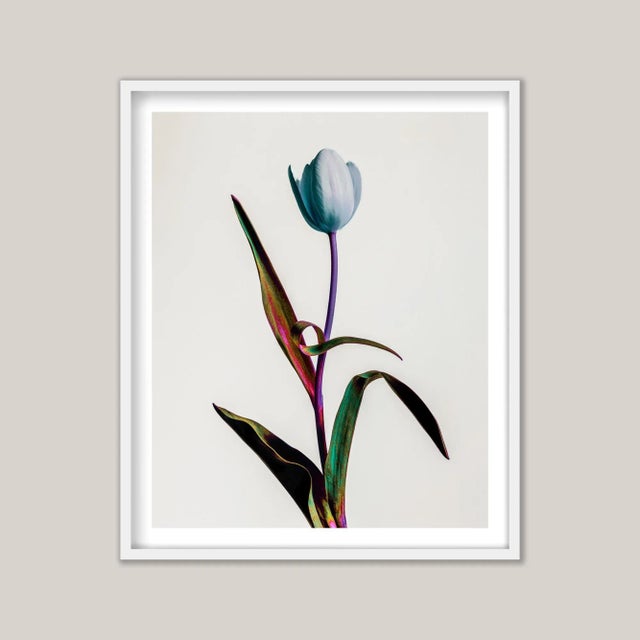 A photograph of a single, elegant tulip - its vibrant colors a tribute to the botanical beauty that once captivated a...