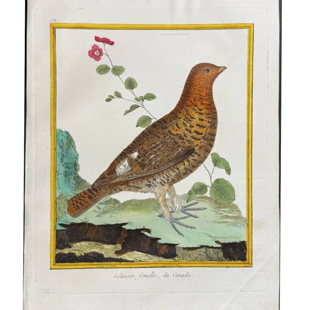 Set of Six Finely Framed Original Engravings of Grouse by François-Nicolas Martinet, 18th Century For Sale - Image 12 of 16