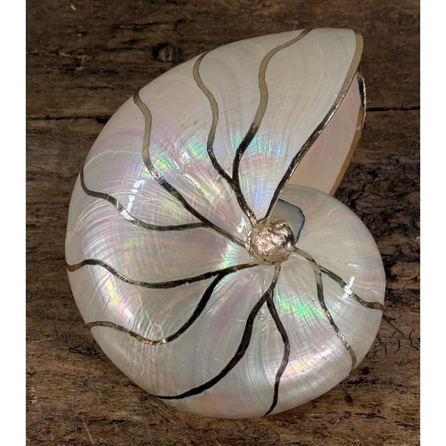 Mid 20th Century Natural Pearlized Nautilus Shell With Silver Gilded Trim For Sale - Image 5 of 5