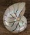 Mid 20th Century Natural Pearlized Nautilus Shell With Silver Gilded Trim For Sale - Image 5 of 5