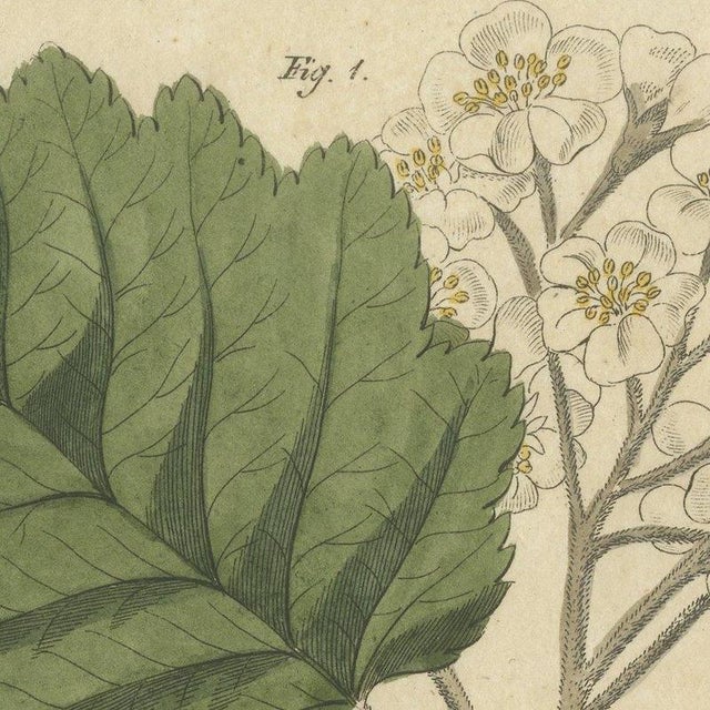 Bertuch, Aeg, Whitebeam and Wild Service Tree in Blossom, 1815, Print For Sale - Image 9 of 12