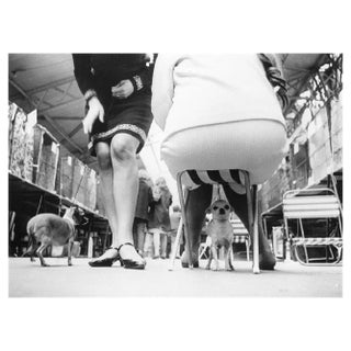 Keystone, Chihuahuas, 1952 / 2020s, Photographic Print For Sale