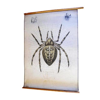 Antique Spider Zoology Poster from Karl Jansky, 1890s For Sale