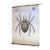 Antique Spider Zoology Poster from Karl Jansky, 1890s For Sale