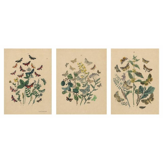 Paper Anst. v. Hochdanz, Moths & Butterflies on Wildflowers, 1883, Paper, Set of 3 For Sale - Image 7 of 9