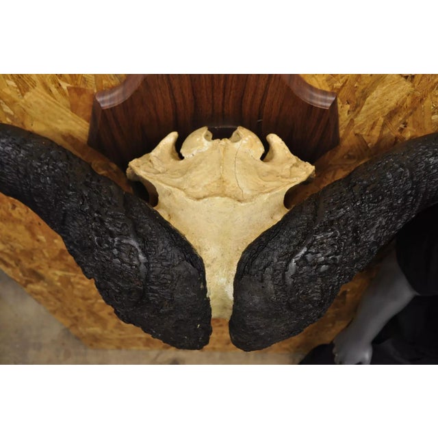 Animal Skin Vintage African Cape Buffalo Skull European Mount on Wooden Plaque Taxidermy For Sale - Image 7 of 11