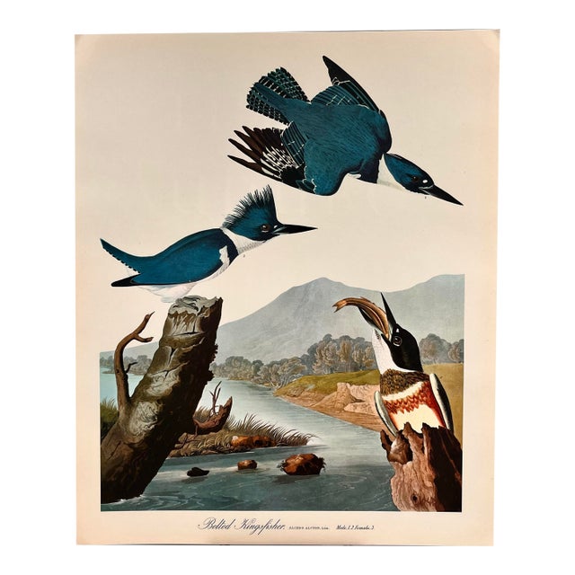 1964 Audubon Folio Lithograph Great Bird Paintings – “Belted Kingfisher” 17x14 For Sale
