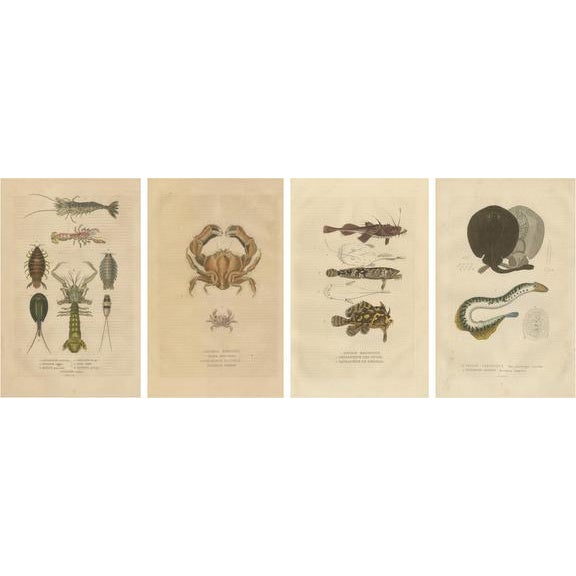 Paper Drapiez, Aquatic & Insect Illustrations, 1845, Handcolored Engravings, Set of 4 For Sale - Image 7 of 7