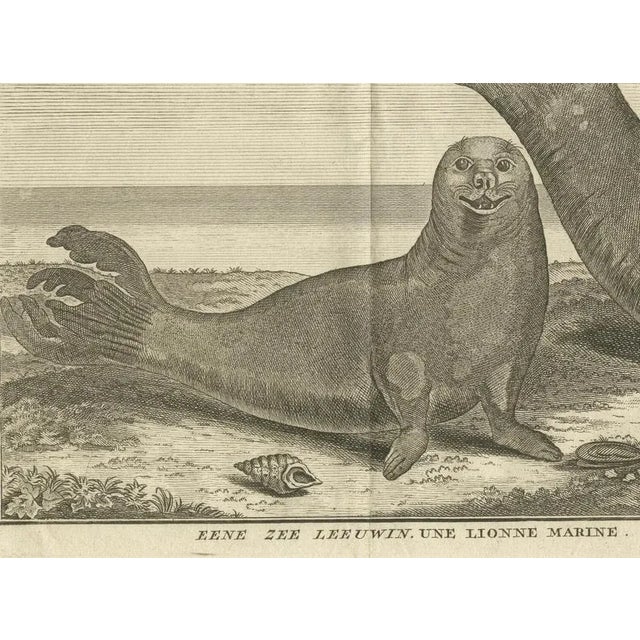 Mid 18th Century Marine Creatures A Sea Lioness and a Sea Elephant Engraving, 1765 For Sale - Image 5 of 6