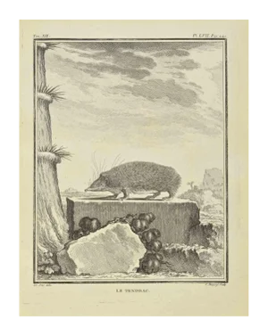 Jean Charles Baquoy, Le Tendrac, Etching, 1771