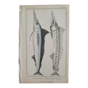 Original Antique Engraving of the Indian Marlin/Tetrapterus, Cuvier's "Animal Kingdom", 1834