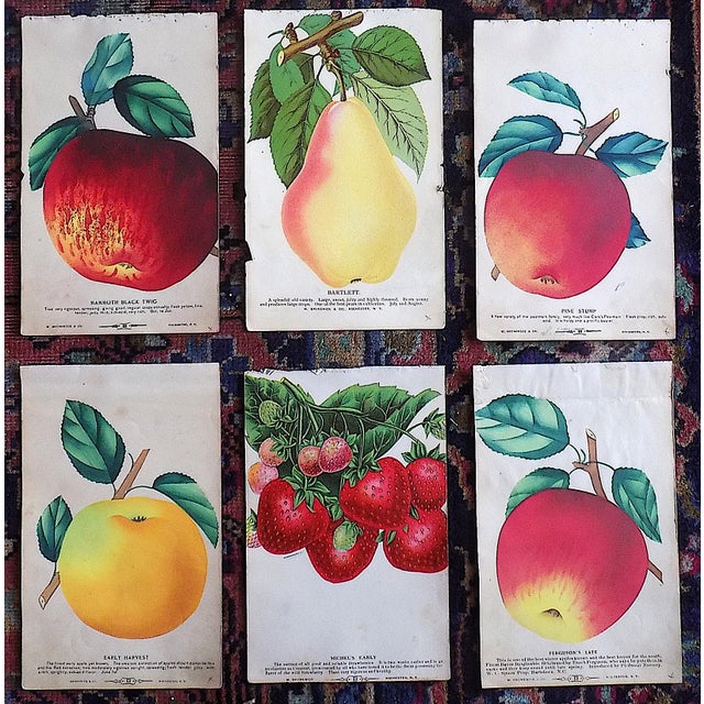 Authentic Antique Hand Finished Fruit Chromolithographs - Set of 9 For Sale - Image 4 of 5