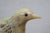 Mid 20th Century Mid 20th Century Justa Carved Buffalo Horn Bird Figurine on Wood Base MCM Sculpture For Sale - Image 5 of 11