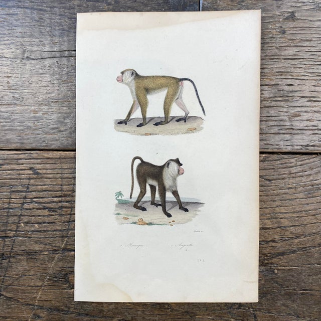 Super high quality in this lovely historical French 18th Century macaque "monkey" engraving! Signed Oudet Sc. Bought in...