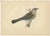 Rev. F. Orpen Morris, Crow, Redwing, Thrush, Fieldfare, 1860s, Prints, Set of 5 For Sale - Image 4 of 7