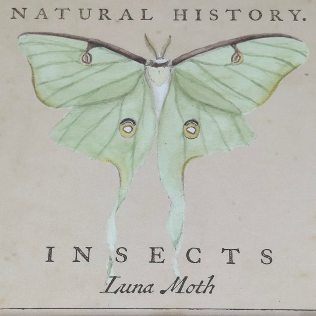 Vintage Luna Moth Natural History Insect Print For Sale - Image 4 of 7