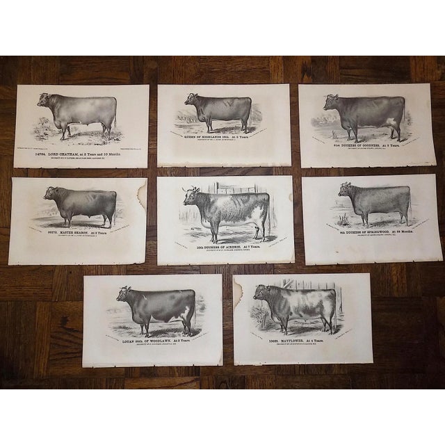 Antique 19th C. Lithographs-Cattle-Set of 8 For Sale In Cincinnati - Image 6 of 7