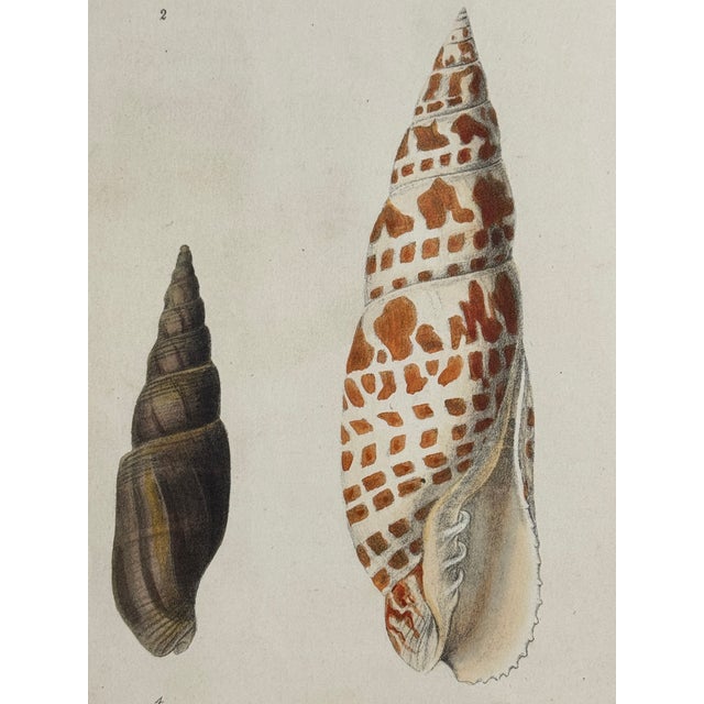 Sculpture Materials Hand-Colored Antique George Sowerby Engraved Plates Ft. Seashells - Set of 6 For Sale - Image 7 of 11