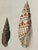 Sculpture Materials Hand-Colored Antique George Sowerby Engraved Plates Ft. Seashells - Set of 6 For Sale - Image 7 of 11