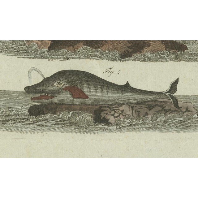 Paper Bertuch, Sperm Whale and North Atlantic Whales, 1800, Engraving For Sale - Image 7 of 9