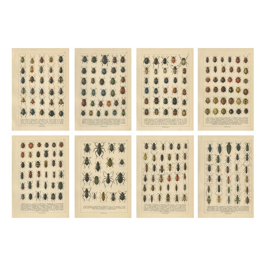 Calwer, Beetles, Chromolithographs, 1893, Set of 8 For Sale