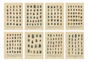 Calwer, Beetles, Chromolithographs, 1893, Set of 8