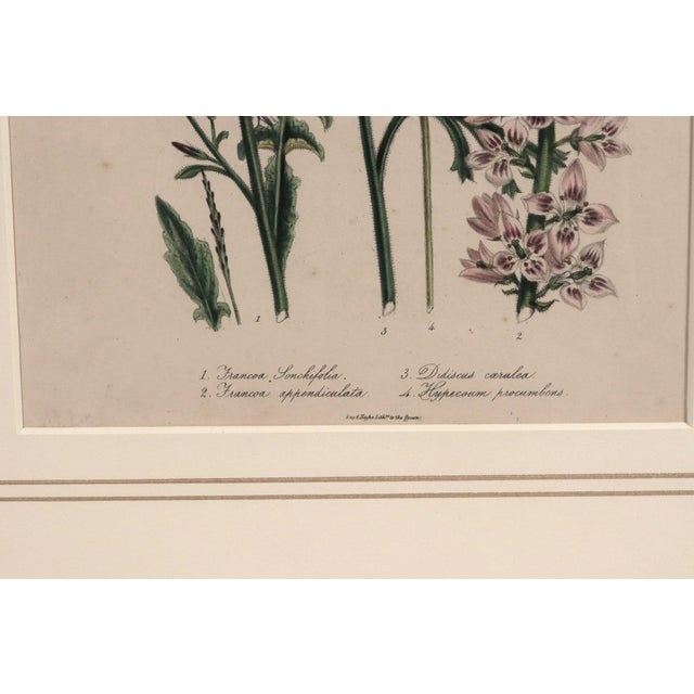 Jane Wells Loudon Botanical Prints-a Set of Six, From the Ladies' Flower-Garden For Sale - Image 9 of 15