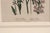 Jane Wells Loudon Botanical Prints-a Set of Six, From the Ladies' Flower-Garden For Sale - Image 9 of 15